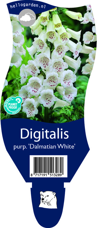 Digitalis purpurea 'Dalmatian White'
