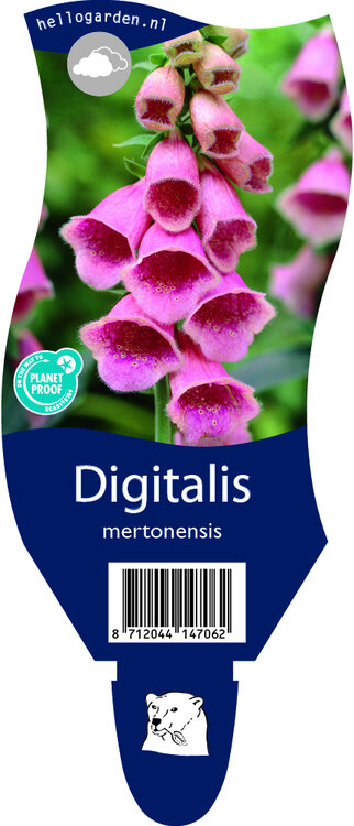 Digitalis mertonensis
