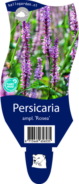 Persicaria amplexicaulis 'Rosea'