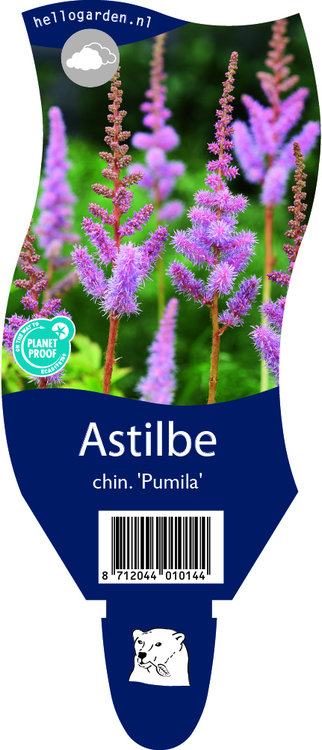 Astilbe chinensis 'Pumila'