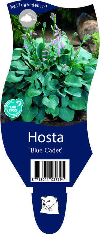 Hosta 'Blue Cadet'