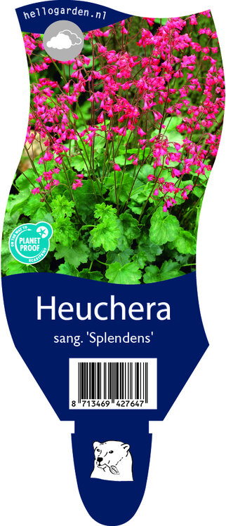 Heuchera sanguinea 'Splendens'