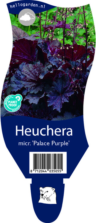 Heuchera micrantha 'Palace Purple'