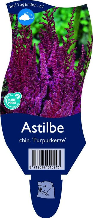 Astilbe chinensis 'Purperkerze'