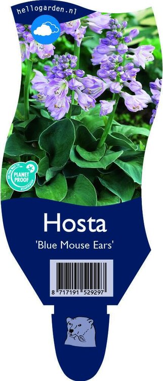 Hosta 'Blue Mouse Ears'