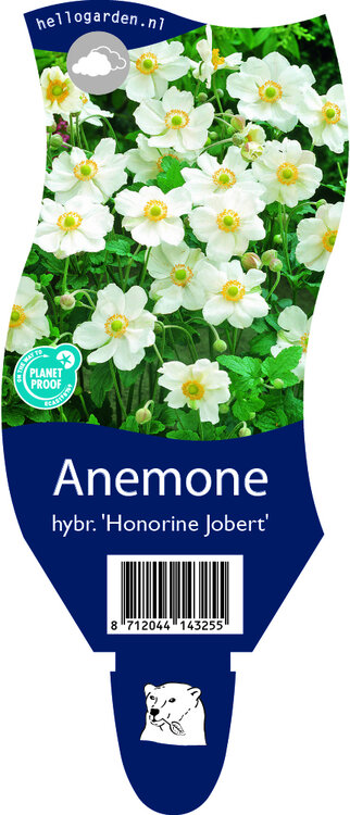 Anemone hybrida 'Honorine Jobert'