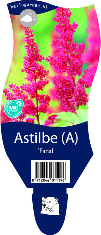 Astilbe arendsii 'Fanal'