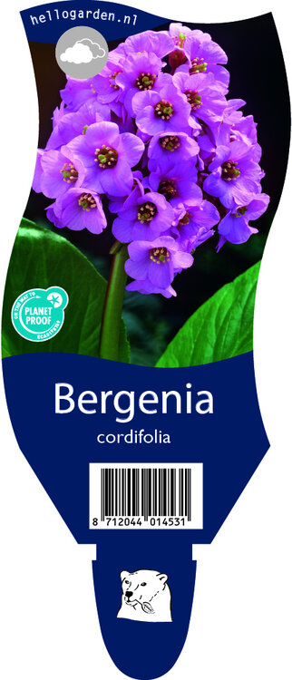 Bergenia cordifolia