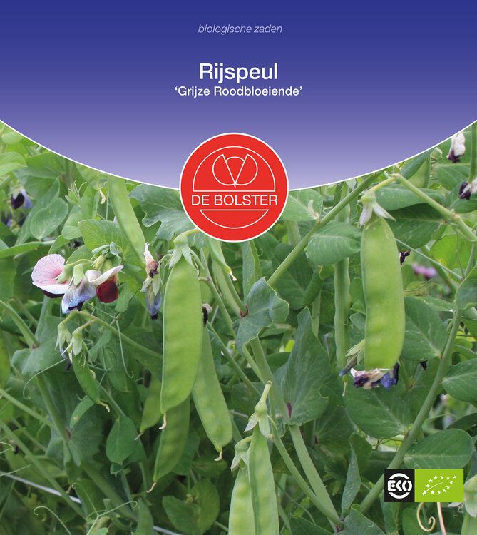 Rijspeul 'Grijze Roodbloeiende'