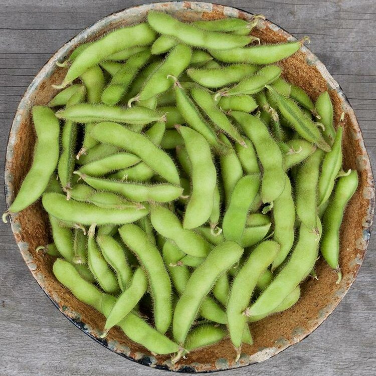 Sojaboon Edamame 'Chiba Green'