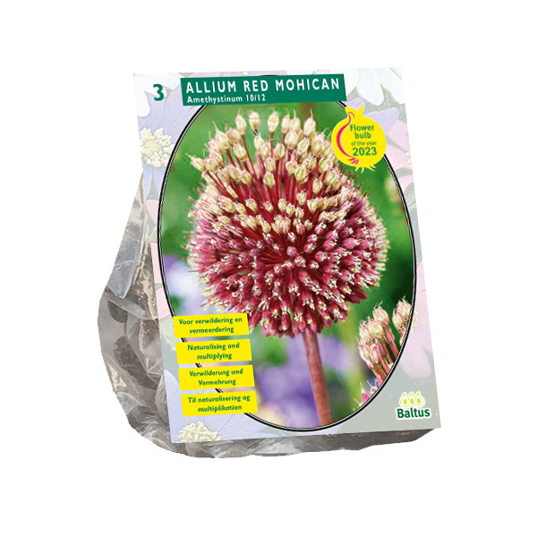 Allium Red mohican