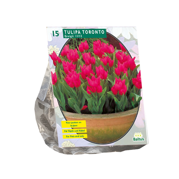Tulipa Toronto, Greigii