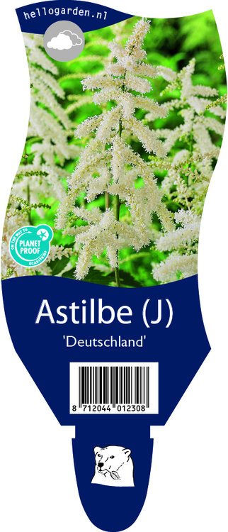 Astilbe japonica 'Deutschland'