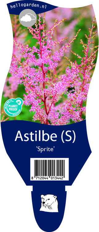 Astilbe simplicifolia 'Sprite'