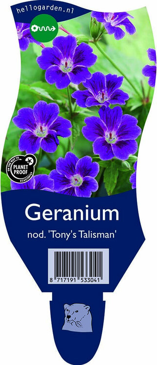 Geranium nodosum 'Tony's Talisman'