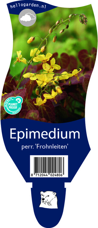 Epimedium perralchicum 'Frohnleiten'