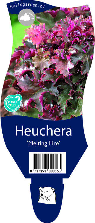 Heuchera  'Melting Fire'