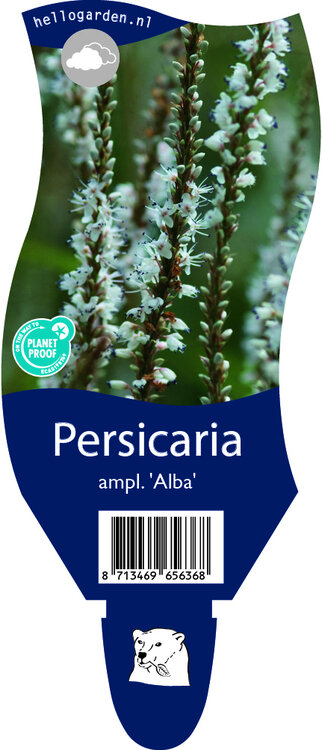 Persicaria amplexicaulis 'Alba'