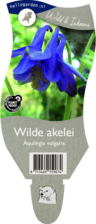 Aquilegia vulgaris