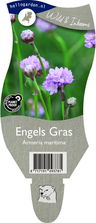 Armeria maritima