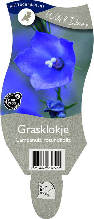 Campanula rotundifolia