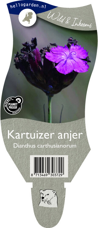 Dianthus carthusianorum