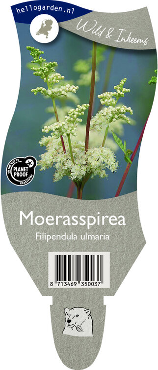 Filipendula ulmaria