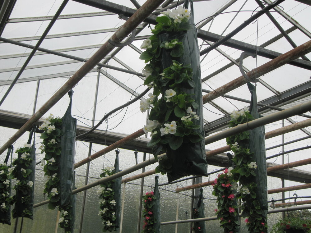 Flowerbag begonia