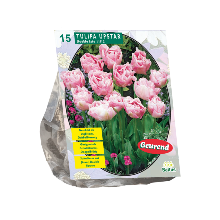 Tulipa Dubbel Laat Upstar