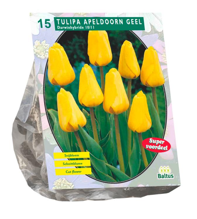 Tulipa Apeldoorn geel, Darwin