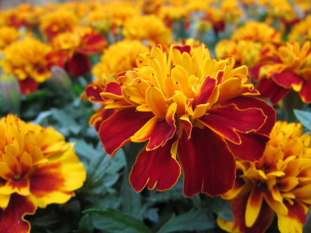 Tagetes - bont