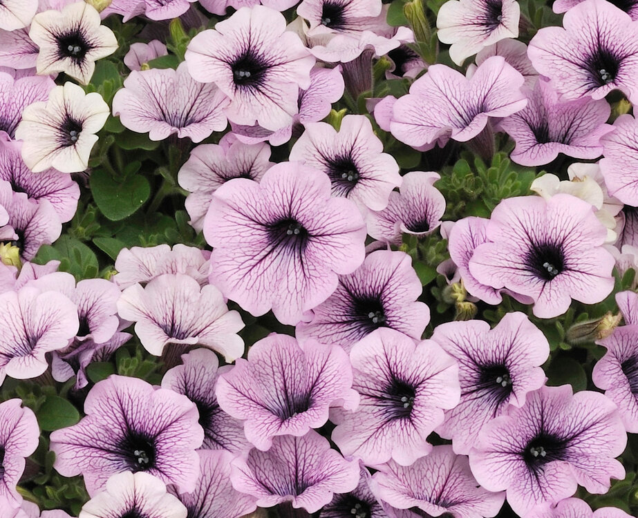 Surfinia - lichtpaars geaderd