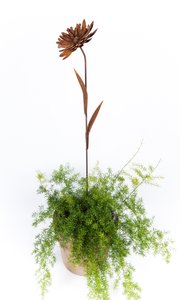 Bloem 6 (Merk: Gerry's Garden)