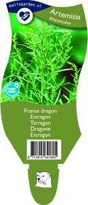 Artemisia dracunculus