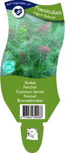 Foeniculum vulgare 'Rubrum'