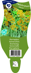 Helichrysum italicum