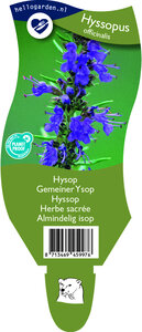 Hyssopus officinalis