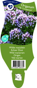 Origanum vulgare 'Compactum'