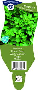 Origanum vulgare 'Hot and Spicy'