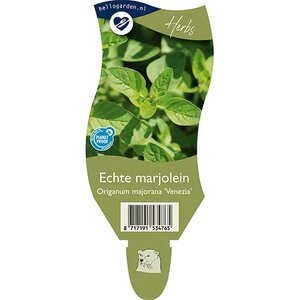 Origanum majorana 'Venezia'
