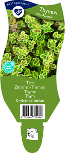 Thymus citriodorus 'Aureus'