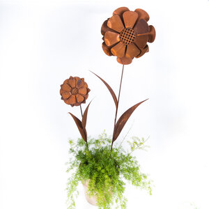 Zonnebloem (Merk: Gerry's Garden)