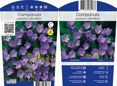 Campanula persicifolia "Grandiflora"