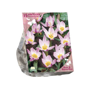 Bees & Butterflies: Tulipa Pulchella Humillis